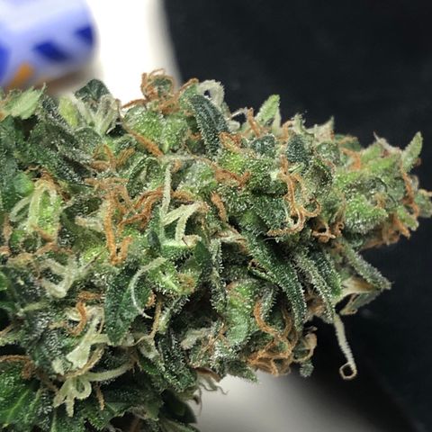 Strees killa  growlog timeline photo