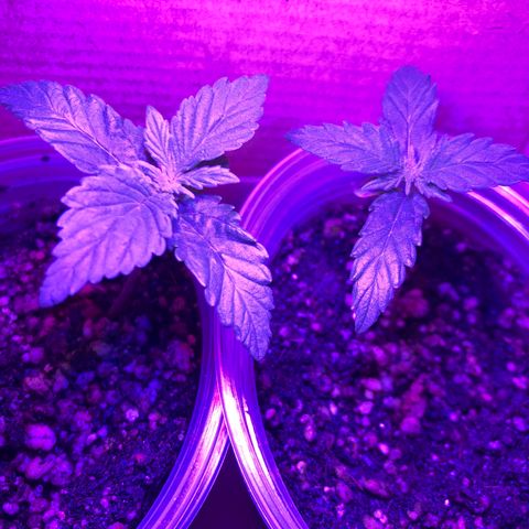 Purplematic CBD growlog timeline photo