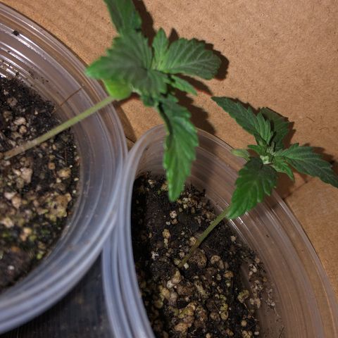 Purplematic CBD growlog timeline photo