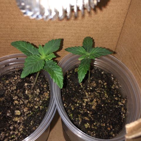 Purplematic CBD growlog timeline photo