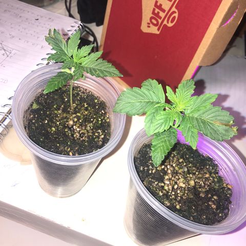 Purplematic CBD growlog timeline photo