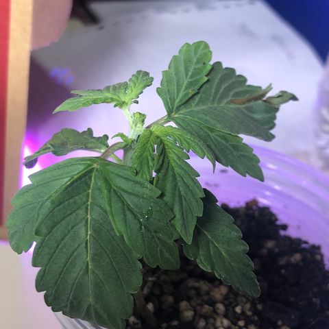 Purplematic CBD growlog timeline photo