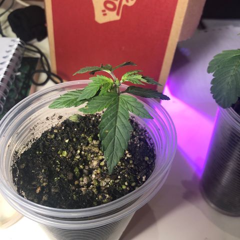Purplematic CBD growlog photo: Topping nas duas 