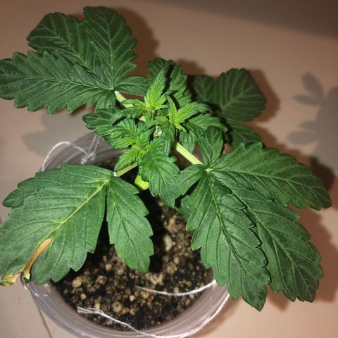 Purplematic CBD growlog photo: Uma planta