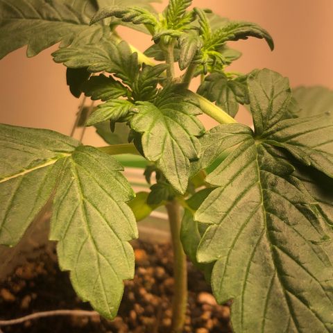 Purplematic CBD growlog photo: Uma planta