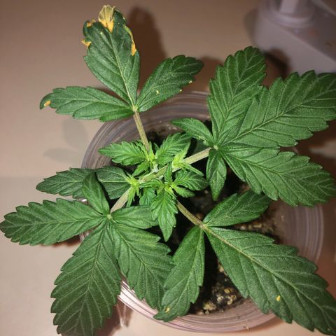 Purplematic CBD growlog photo: Outra planta, sofreu um machucado