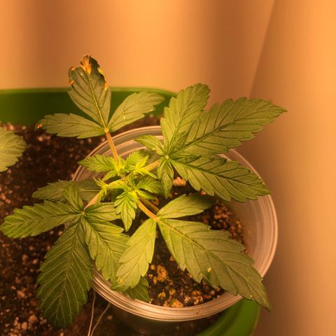 Purplematic CBD growlog timeline photo