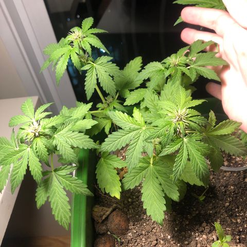 Purplematic CBD growlog timeline photo