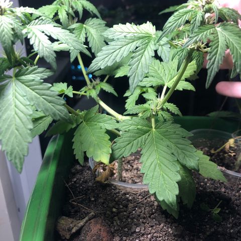 Purplematic CBD growlog timeline photo