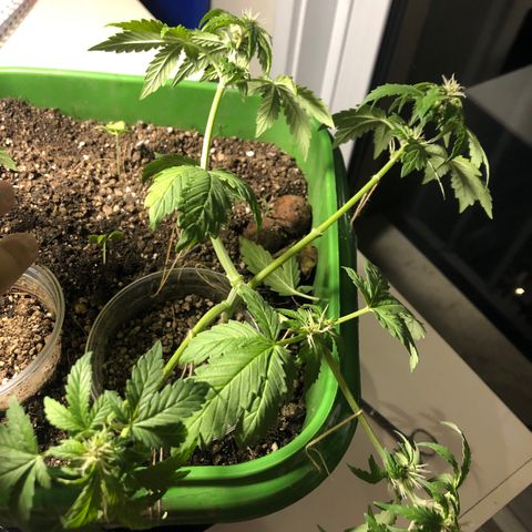 Purplematic CBD growlog photo: Lst e desfolhação 