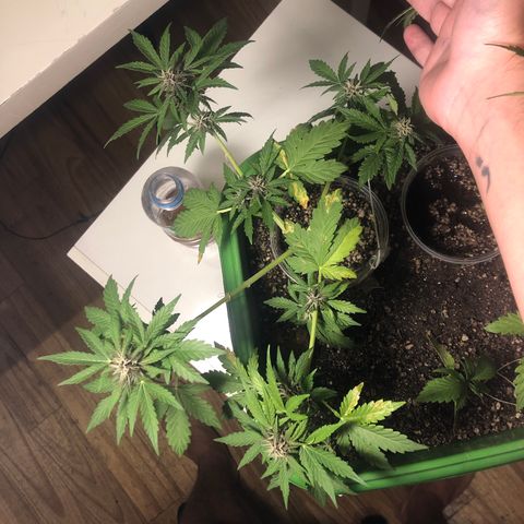 Purplematic CBD growlog timeline photo