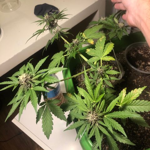 Purplematic CBD growlog timeline photo