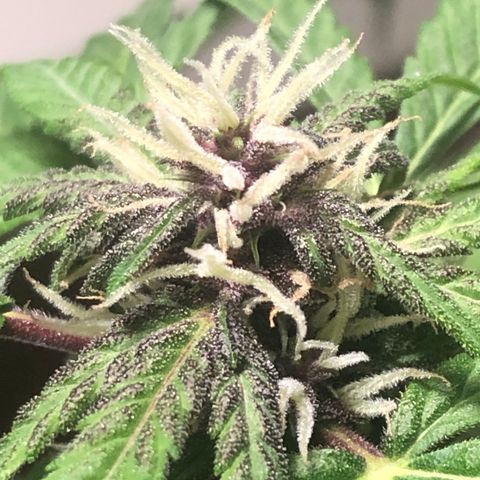 Purplematic CBD growlog timeline photo