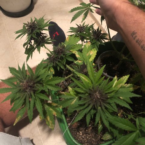 Purplematic CBD growlog timeline photo