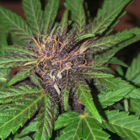 Purplematic CBD growlog timeline photo