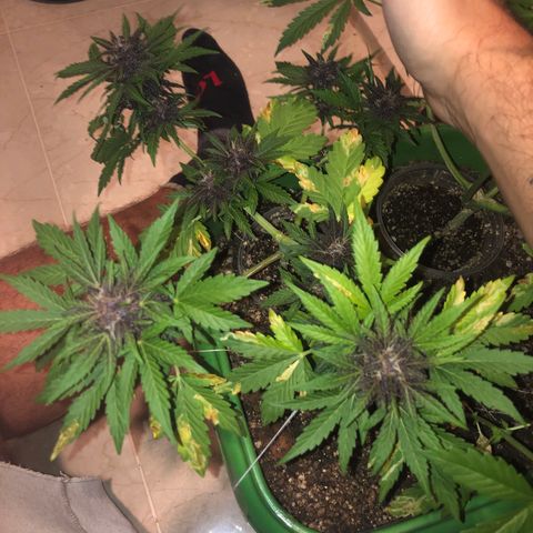 Purplematic CBD growlog timeline photo