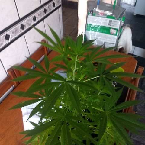 Prensado growlog timeline photo