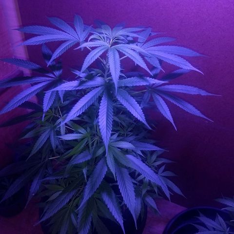 Prensado growlog timeline photo
