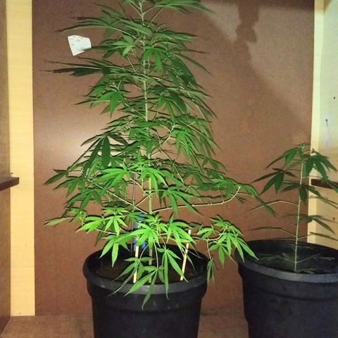 Prensado growlog timeline photo