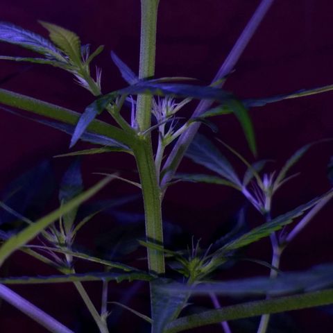 Prensado growlog photo: Primeiros pestilhos