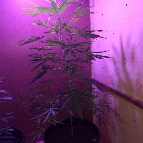 Prensado growlog photo: Primeiros pestilhos