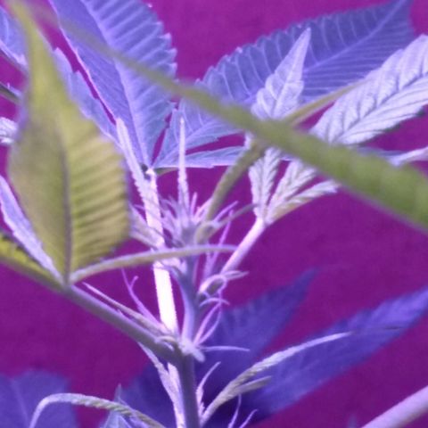 Prensado growlog photo: Primeiros pestilhos