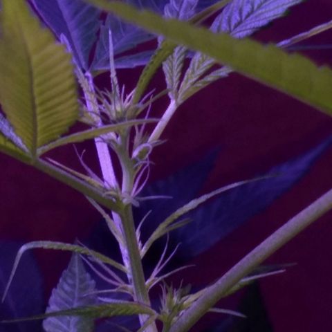 Prensado growlog photo: Primeiros pestilhos