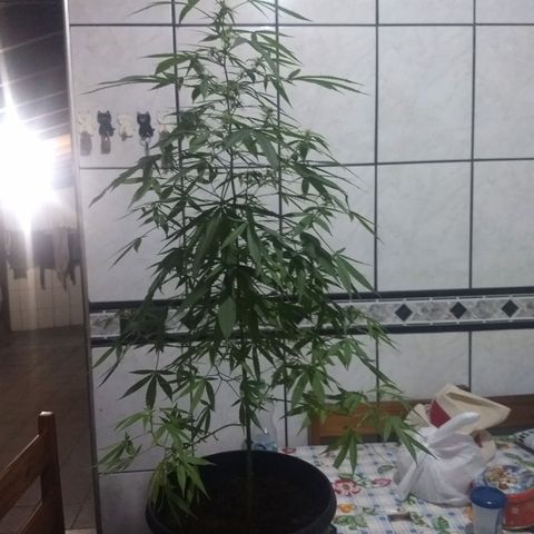 Prensado growlog timeline photo
