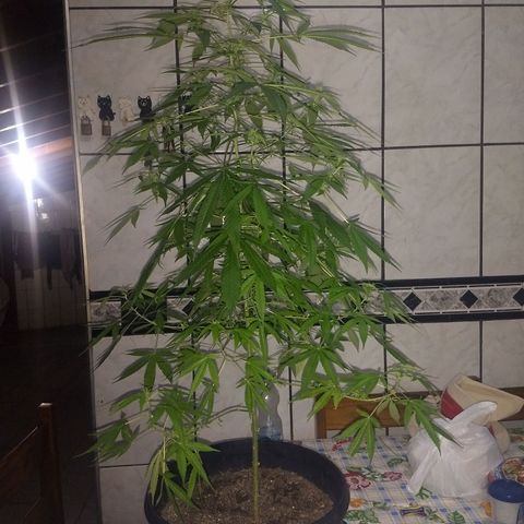 Prensado growlog timeline photo