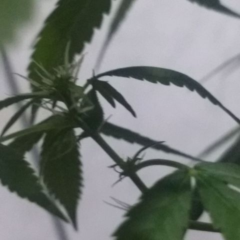 Prensado growlog photo: Possível semente