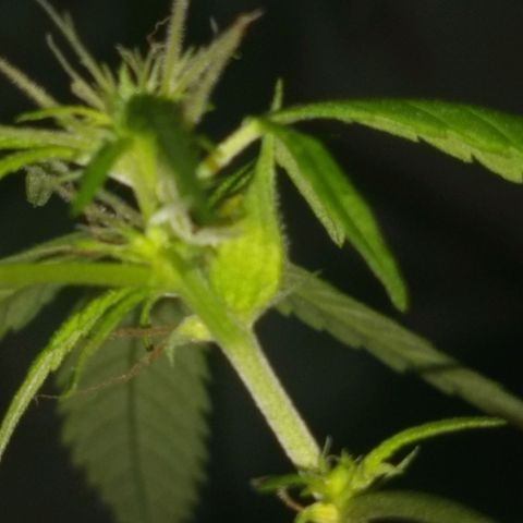 Prensado growlog photo: Possível semente