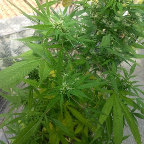 Prensado growlog photo: Planta amarelando, caule ficando roxo, e ficando cheirosa.
O que está acontecendo ???
