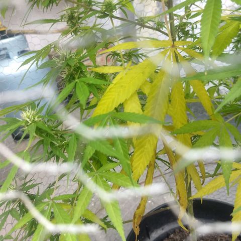 Prensado growlog photo: Planta amarelando, caule ficando roxo, e ficando cheirosa.
O que está acontecendo ???
