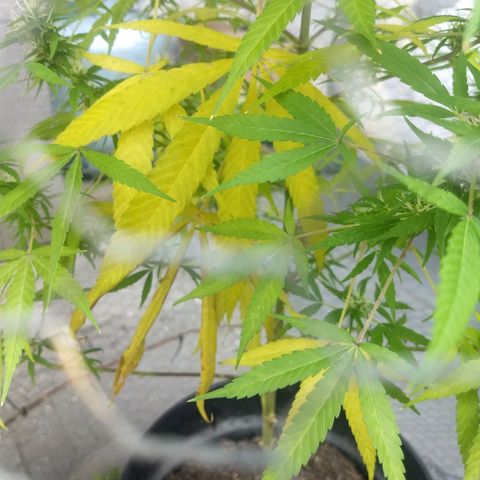 Prensado growlog photo: Planta amarelando, caule ficando roxo, e ficando cheirosa.
O que está acontecendo ???
