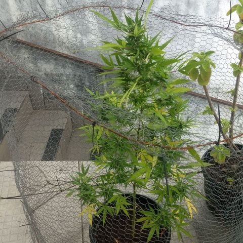 Prensado growlog timeline photo