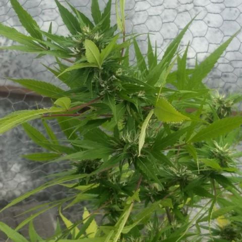 Prensado growlog timeline photo
