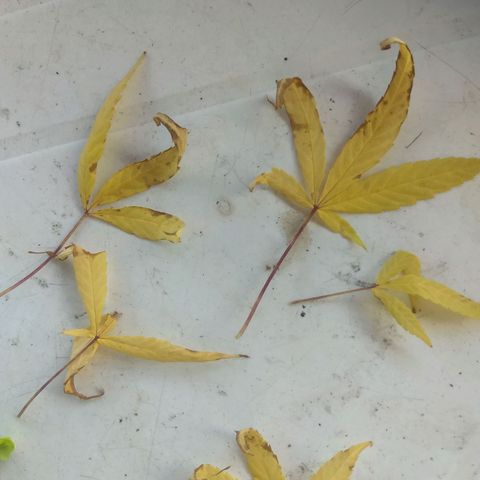 Prensado growlog photo: Após o Flush