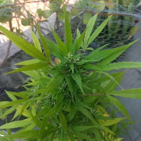 Prensado growlog timeline photo