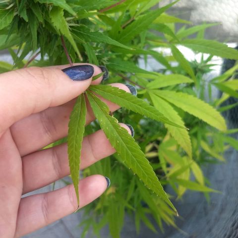 Prensado growlog timeline photo