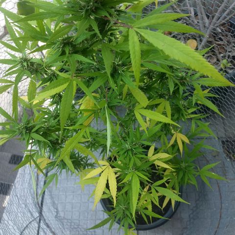 Prensado growlog timeline photo