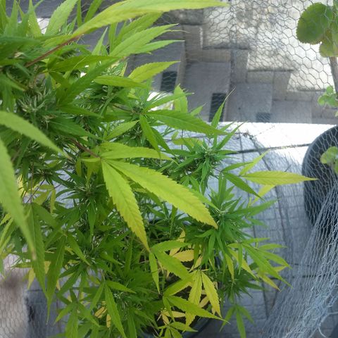 Prensado growlog timeline photo