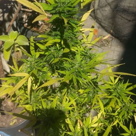 Prensado growlog timeline photo