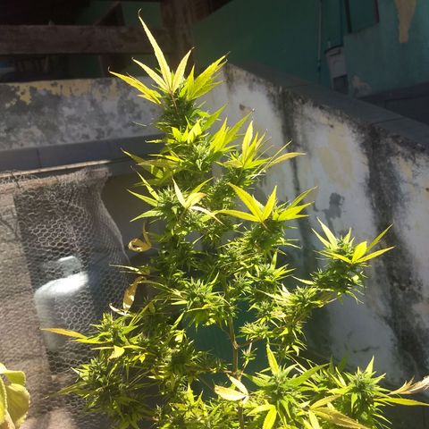 Prensado growlog timeline photo