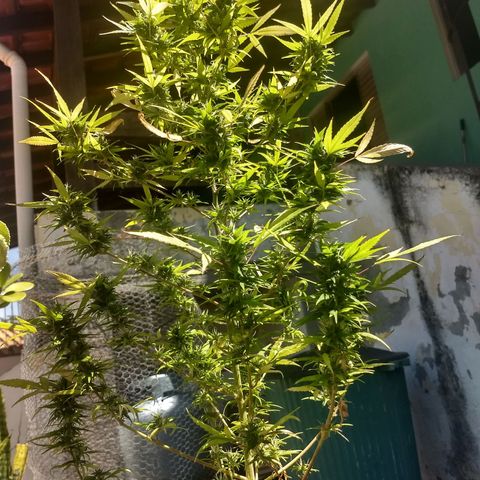 Prensado growlog timeline photo