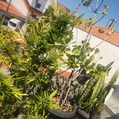 Prensado growlog timeline photo