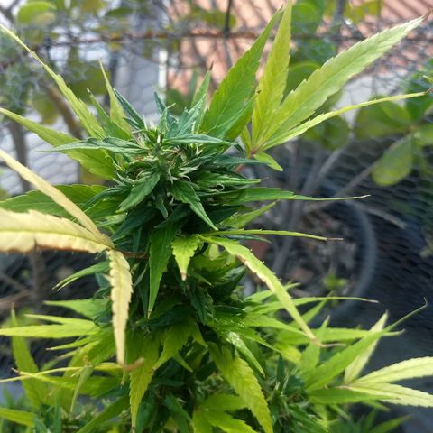 Prensado growlog timeline photo