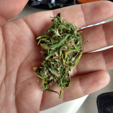 Prensado growlog photo: Hora de fumar