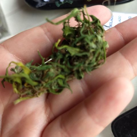 Prensado growlog photo: Hora de fumar