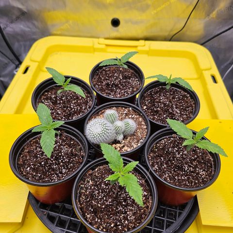 Mimosa x Orange Punch (4 phenos) growlog timeline photo