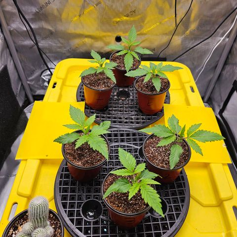 Mimosa x Orange Punch (4 phenos) growlog timeline photo